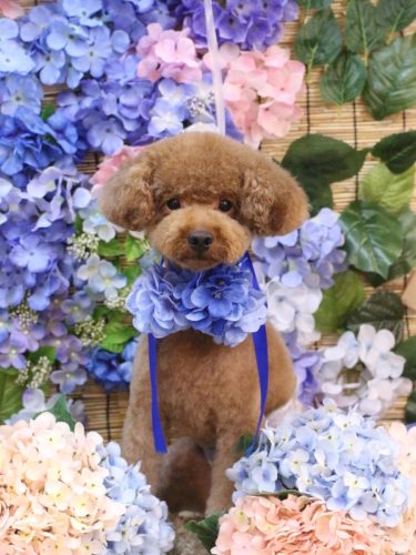 20250629まめくん